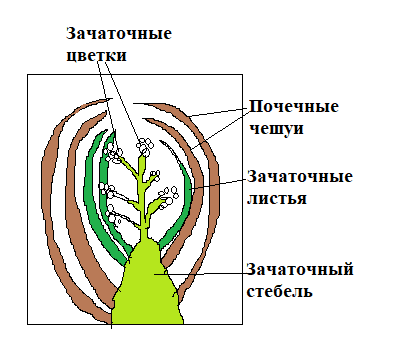 На рисунке изображено строение вегетативной и генеративной почек под цифрой 1 изображено