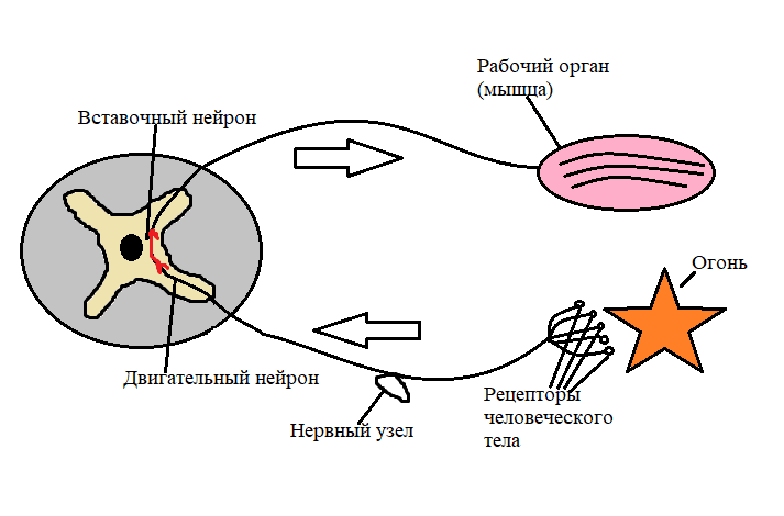 Рефлекторная дуга схема 8 класс. Схема рефлекторной дуги биология 8 класс. Урок биологии 8 класс рефлекторная дуга рисунок. Дуга рефлекса отдергивания руки от горячего предмета. Задания по нервной системе начальные классы.