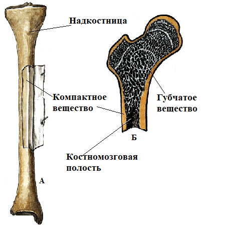 Рассмотри натуральные. Строение кости 8 класс биология. Костномозговая полость имеется у костей. Строение надкостницы ноги. Ориентация перекладин губчатого вещества.