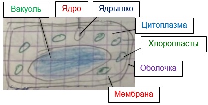 какое строение имеет клетка 5 класс