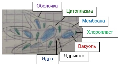 какое строение имеет клетка 5 класс