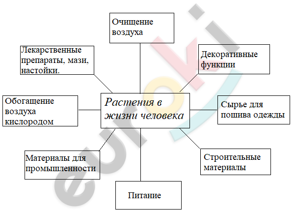 Что не является частью растения