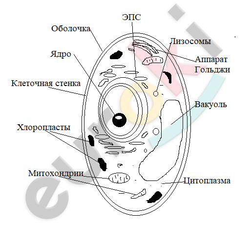 Что не является частью растения