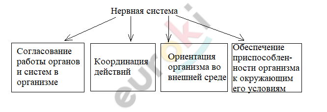 В чем заключается активность организма. image16. В чем заключается активность организма фото. В чем заключается активность организма-image16. картинка В чем заключается активность организма. картинка image16