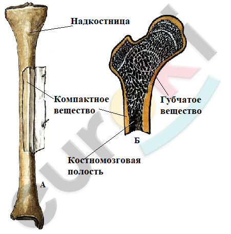 рассмотрите рис 14 и 15 сопоставьте. Смотреть фото рассмотрите рис 14 и 15 сопоставьте. Смотреть картинку рассмотрите рис 14 и 15 сопоставьте. Картинка про рассмотрите рис 14 и 15 сопоставьте. Фото рассмотрите рис 14 и 15 сопоставьте