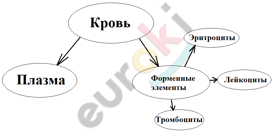 Какие клетки организма человека способны участвовать в процессе изображенном на рисунке