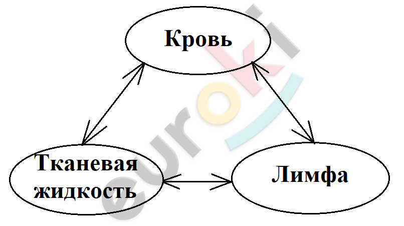 Показать что строение органов находится в соответствии с их работой