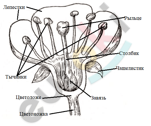 Что находится внутри пыльника тычинки ответ