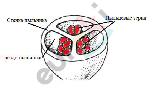 Пыльник где находится биология