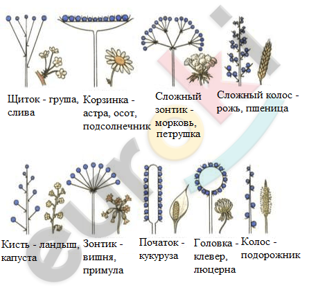 Используя информацию представленную в параграфе составьте схему классификации соцветий цветковых