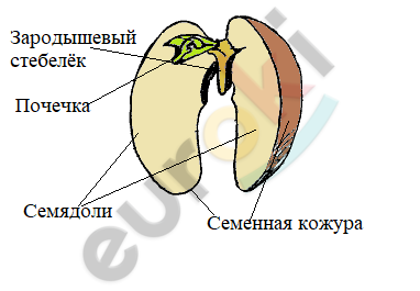 какое строение имеет строение пшеницы