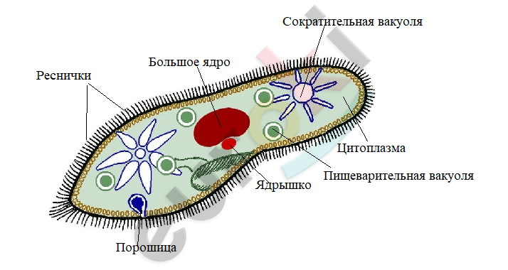 сколько нужно делений чтобы одна инфузория дала жизнь восьми новым инфузориям