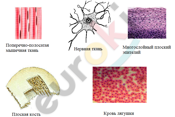 у каких животных отсутствуют органы и системы органов. image5. у каких животных отсутствуют органы и системы органов фото. у каких животных отсутствуют органы и системы органов-image5. картинка у каких животных отсутствуют органы и системы органов. картинка image5