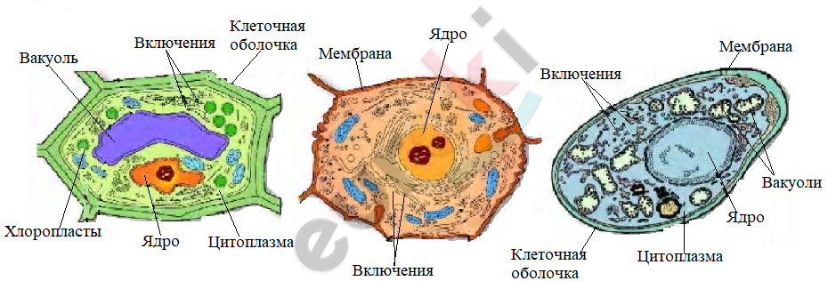 Клетка единица живого организма 5 класс. Клетка –основная единица растительного организма 5 класс. Что общего в строении живых организмов 5 класс. Что общего в строении тел всех живых организмов 5 класс. Клеточная мембрана оболочка спорами 5 класс в.в.Пасечник.