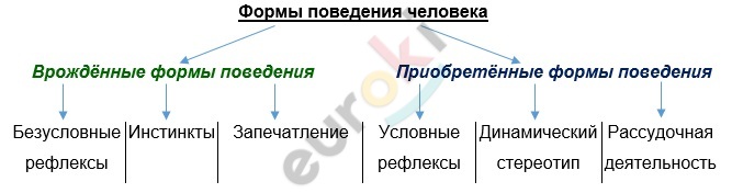 Биология поведения человека конспект. Поведение и психика 8 класс биология. Психология это 8 класс. Общие представления о поведении и психике человека. Форма поведения запечатление.