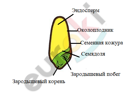 Стебель многих однодольных растений может расти в толщину только в первые месяцы жизни так как. Смотреть фото Стебель многих однодольных растений может расти в толщину только в первые месяцы жизни так как. Смотреть картинку Стебель многих однодольных растений может расти в толщину только в первые месяцы жизни так как. Картинка про Стебель многих однодольных растений может расти в толщину только в первые месяцы жизни так как. Фото Стебель многих однодольных растений может расти в толщину только в первые месяцы жизни так как