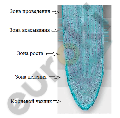 у каких растений отсутствует корневой чехлик. image4. у каких растений отсутствует корневой чехлик фото. у каких растений отсутствует корневой чехлик-image4. картинка у каких растений отсутствует корневой чехлик. картинка image4