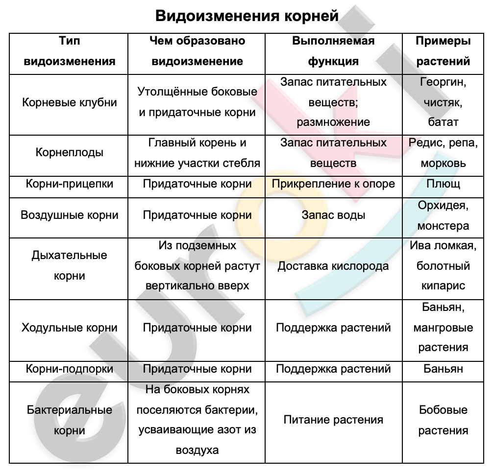 Видоизменение побегов 6 класс биология рабочая тетрадь