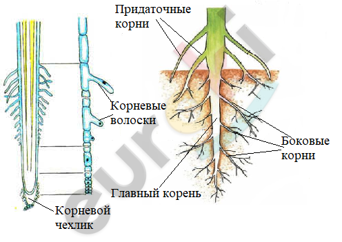 Клетка какой корень. Внутреннее строение корня лабораторная работа 6 класс. Корневые волоски это выросты наружных клеток зоны. Корневой чехлик и корневые волоски лабораторная работа 6 класс. Нежный тонкий вырост наружной клетки корня.