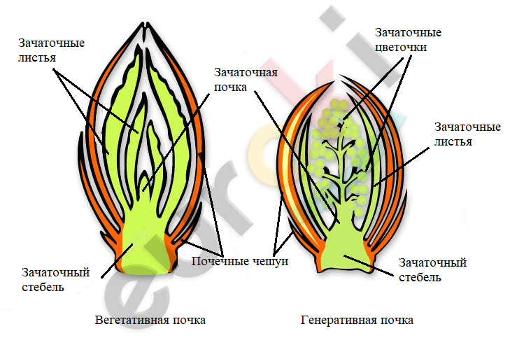 Подпишите части почек на рисунке укажите какая из них вегетативная а какая генеративная