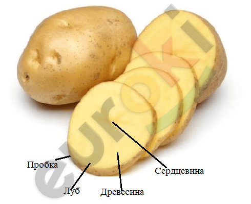 у какого растения нет колючек. image22. у какого растения нет колючек фото. у какого растения нет колючек-image22. картинка у какого растения нет колючек. картинка image22