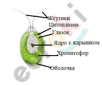 Почему ученые считают что предками высших растений могли быть древние зеленые водоросли