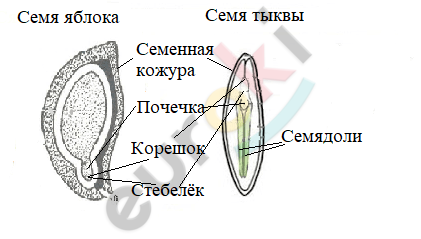 Строение семян яблони и тыквы рисунок биология