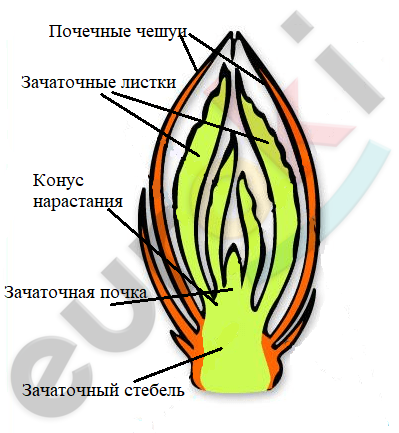 Картинка строение цветка 6 класс