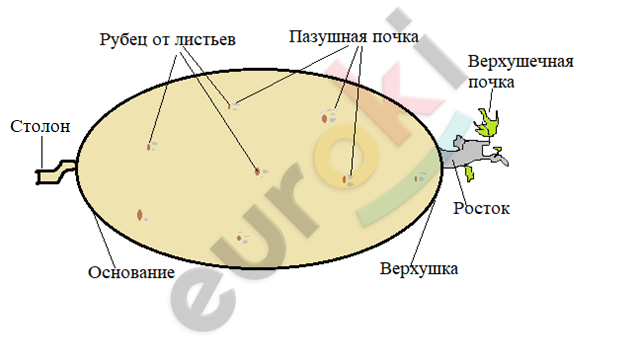 Сравните поперечный срез клубня с поперечным срезом стебля подпишите рисунок