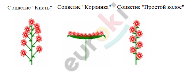 Таблица соцветия биология 6 класс параграф 12. Характерные признаки соцветия кисть. Соцветие корзинка. Тип соцветия гороха. Простые соцветия корзинка.