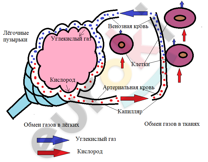 Презентация анализаторы 8 класс биология колесов