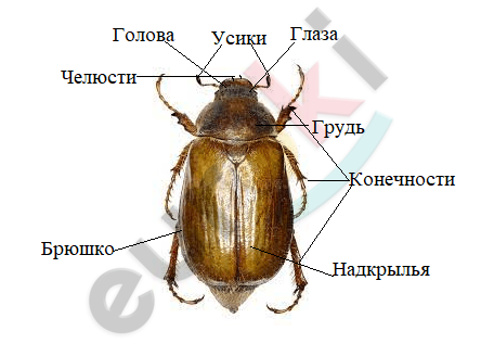 Рисунок майского жука биология 7 класс