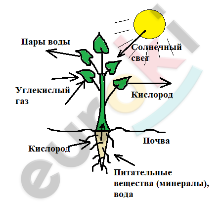 Технологическая карта по биологии 6 класс дыхание растений