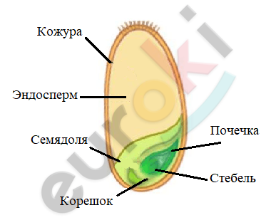 Рассмотри рисунок и ответь на вопрос что на рисунке обозначено цифрой 1