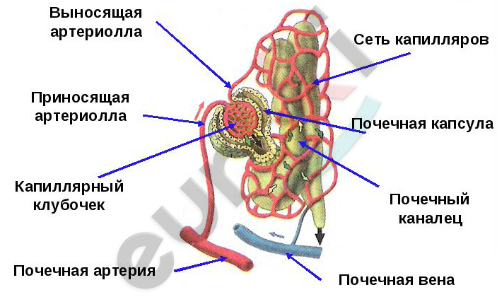 http://my-pochki.ru/wp-content/uploads/2015/01/Str-nefr-0.jpg