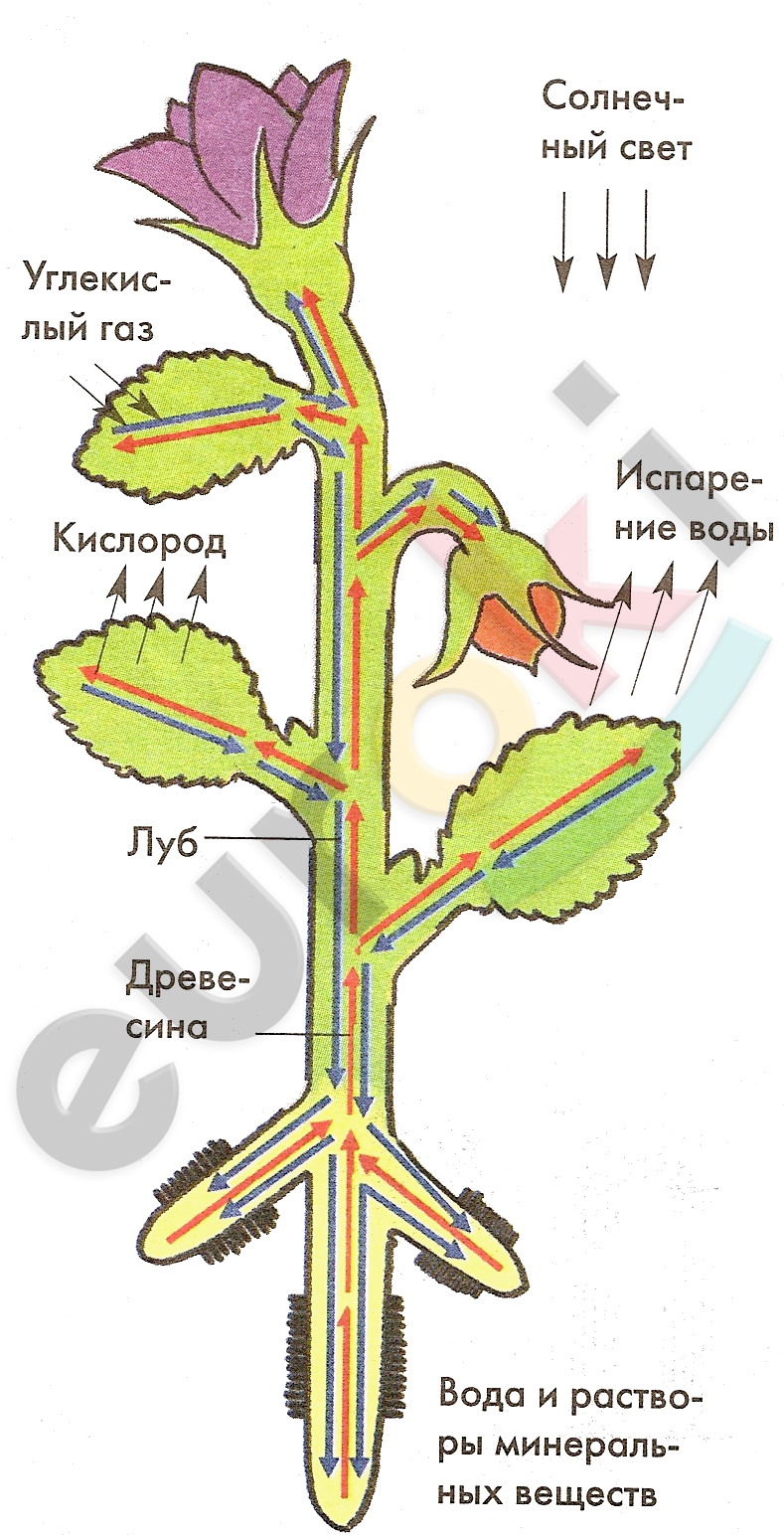 Заполните схему механизм движения воды по растению