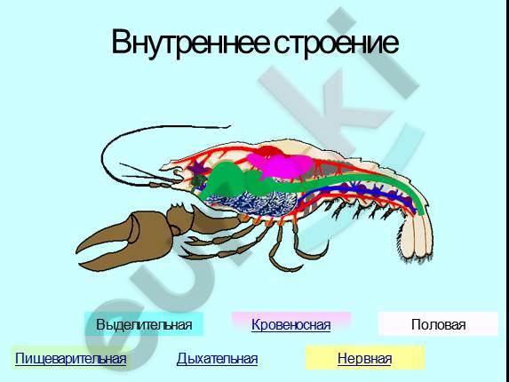 Кровеносная нервная дыхательная система