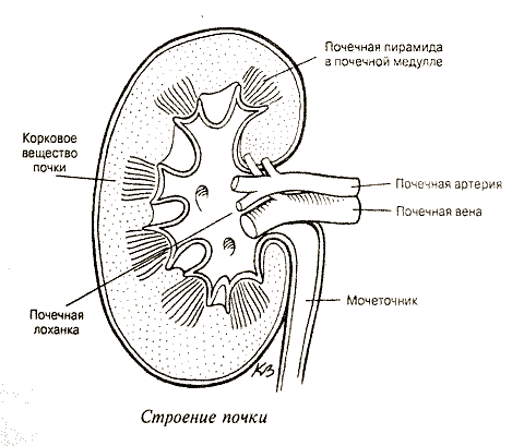 Схема строения почек млекопитающих 8 класс