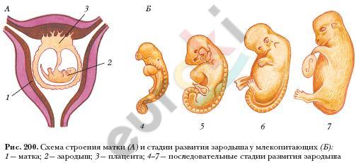 Эмбрион в матке рисунок