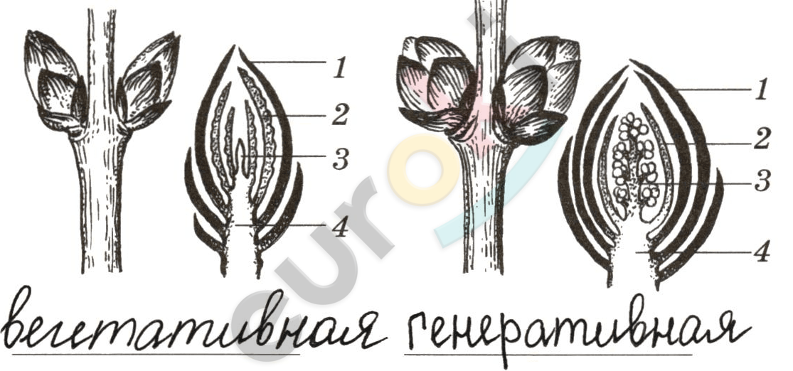 Рисунок побега растения. Строение почки и побега. Строение побега почки растения. Строение побега без подписей. Строение вегетативного побега.