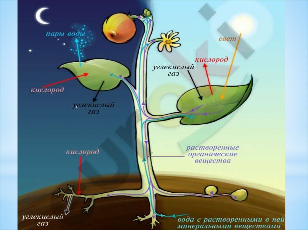 Фотосинтез схема 6 класс биология
