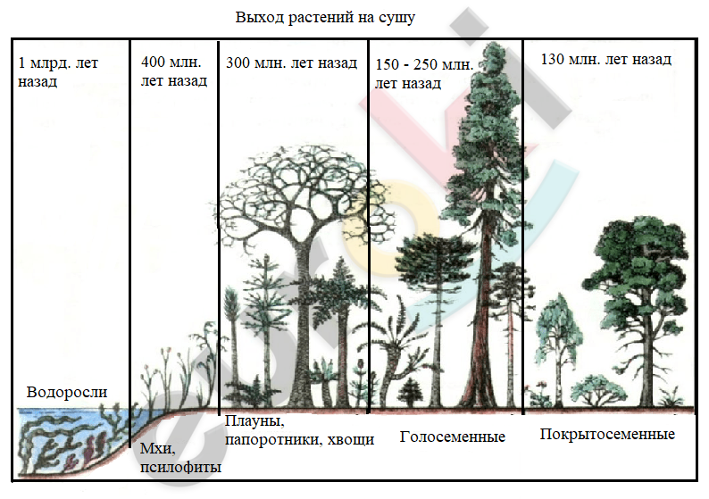 Рисунок первые растения на суше 5 класс