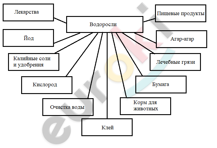 Создайте обобщенную схему значение и использование водорослей 5 класс