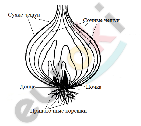 Покажите стрелками и подпишите на рисунке стебель пазушную почку сухие чешуйчатые листья на луке