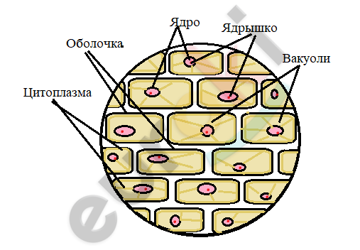 Какой цифрой на рисунке кожица лука под микроскопом обозначена структура отвечающая за деление огэ