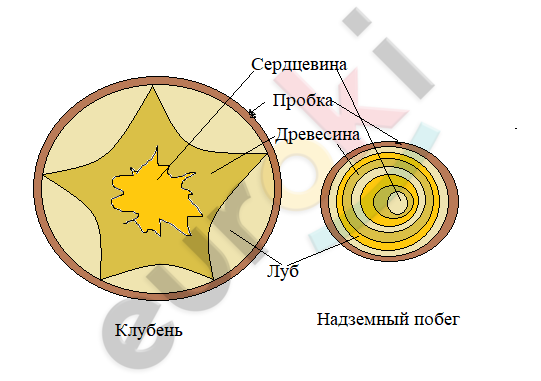 Почему клубень картофеля следует считать побегом. Строение клубня картофеля 6 класс лабораторные работы.