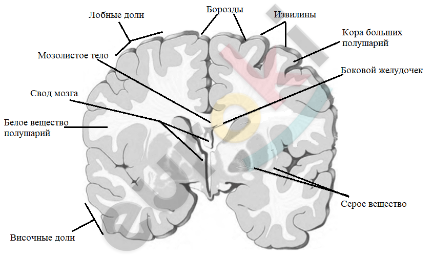 У кого впервые появился мозг. Серое и белое вещество головного мозга. Строение головного мозга 9 класс биология. Мозг биология 9 класс. Линии с точками пересечения создающие сеть в форме головного мозга.