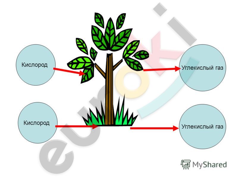 Углекислый газ поглощает кислород. Углекислый ГАЗ для растений. Деревья поглощают углекислый ГАЗ. Схема питания и дыхания растений.
