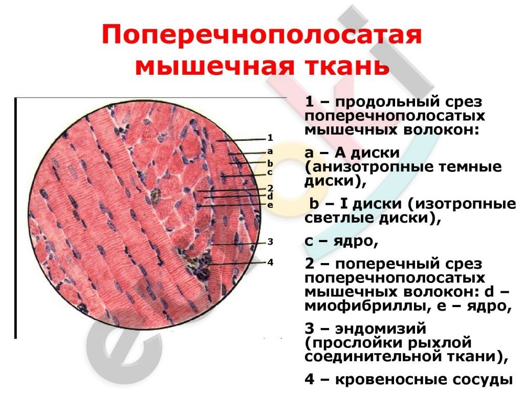 ГДЗ параграф 4 Биология 8 класс Пасечник ФГОС | Учебник