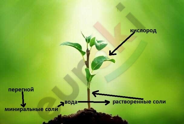 C:\Users\true_\OneDrive\Desktop\Plant2.jpg